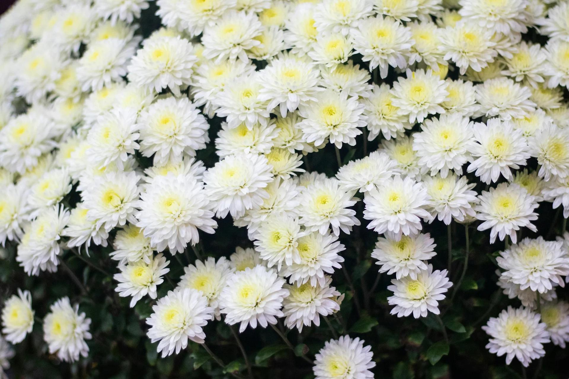 무종교 장례, 어떻게 진행하나요?